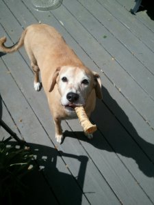 Bone